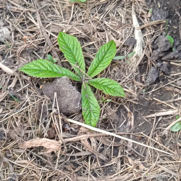 превью изображения отзыва