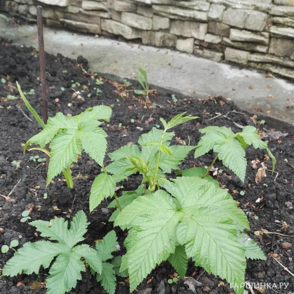 превью изображения отзыва