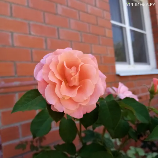 превью изображения отзыва