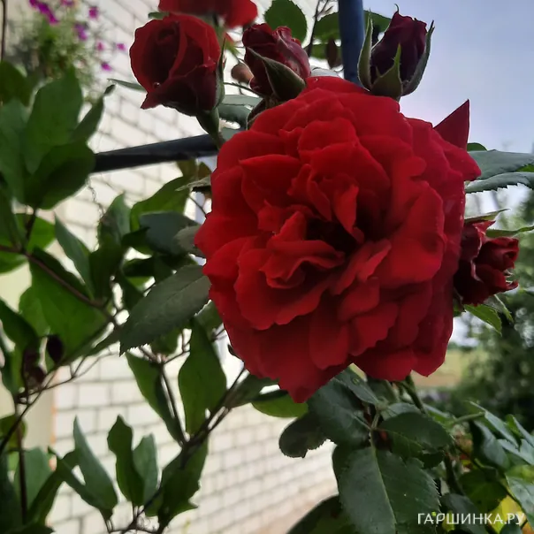 превью изображения отзыва