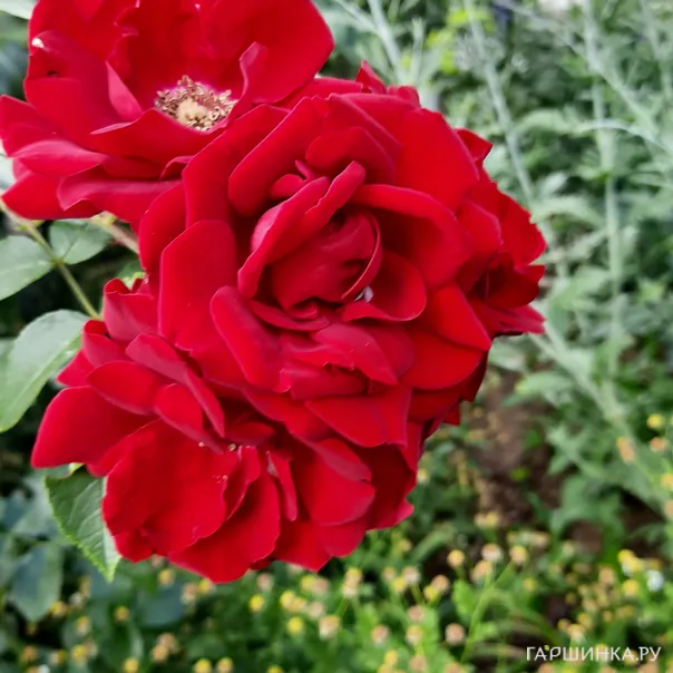 превью изображения отзыва