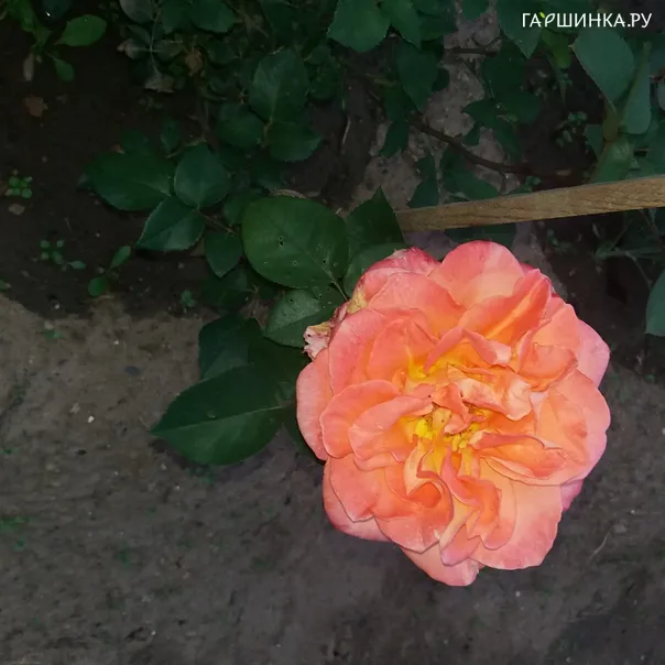 превью изображения отзыва