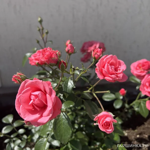 превью изображения отзыва