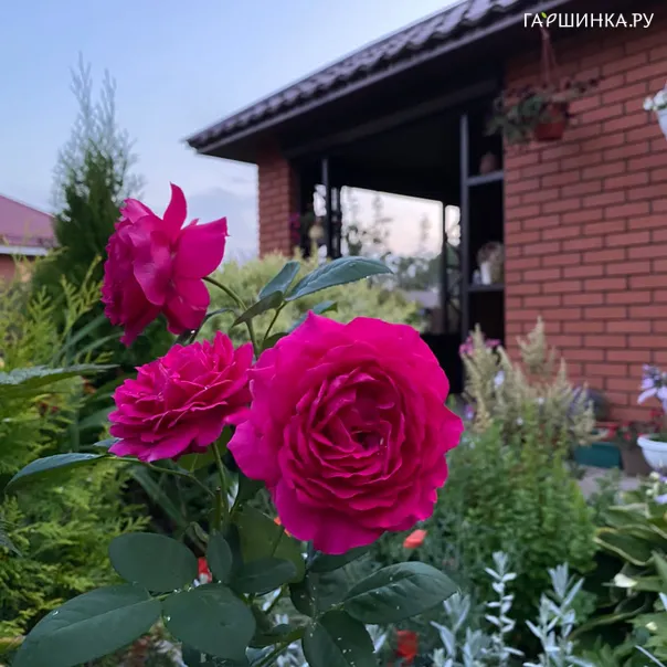 превью изображения отзыва
