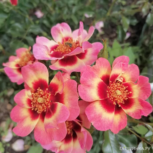 превью изображения отзыва