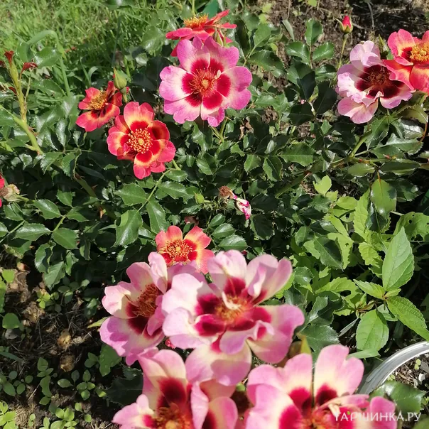 превью изображения отзыва