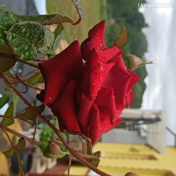 превью изображения отзыва