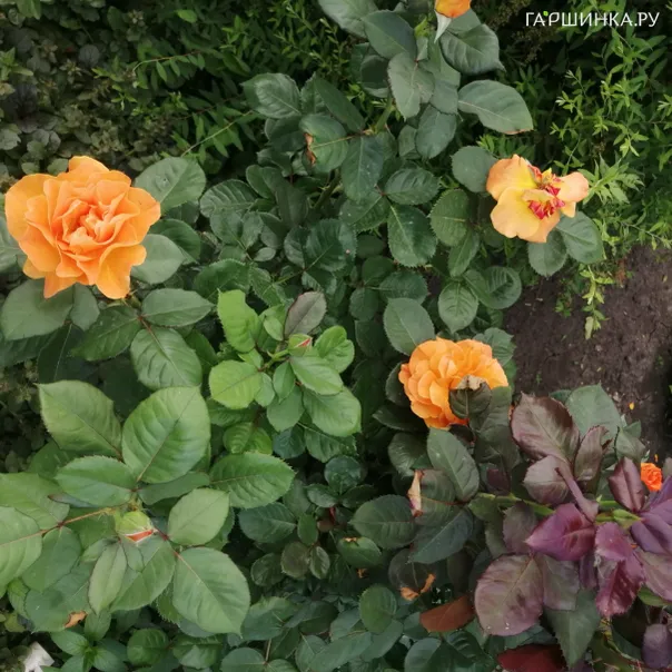 превью изображения отзыва