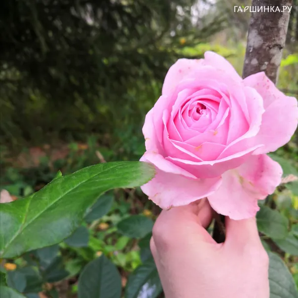 превью изображения отзыва