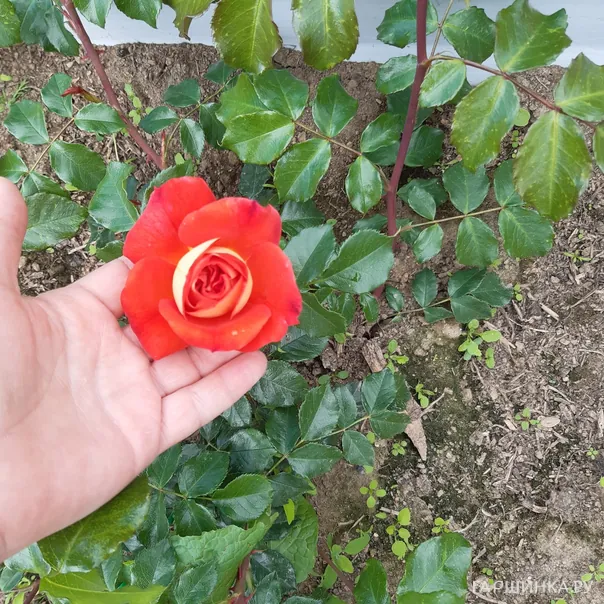 превью изображения отзыва