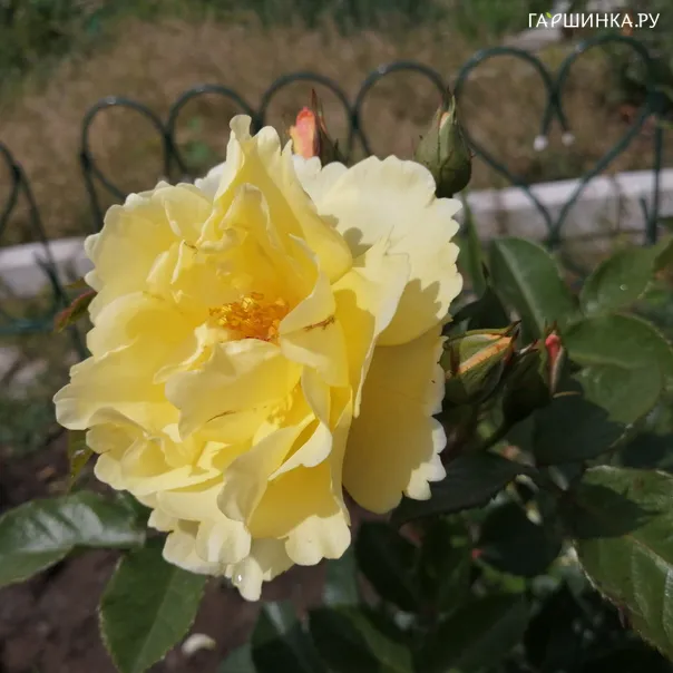 превью изображения отзыва