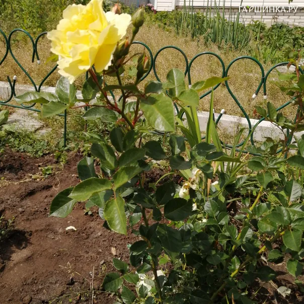 превью изображения отзыва