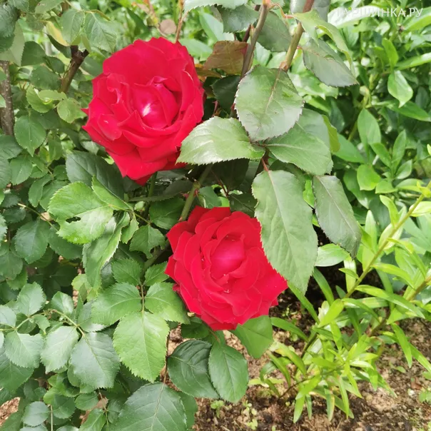 превью изображения отзыва