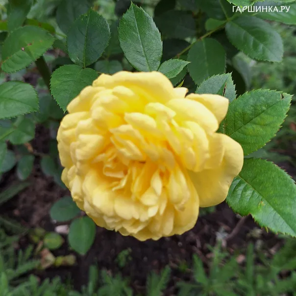 превью изображения отзыва