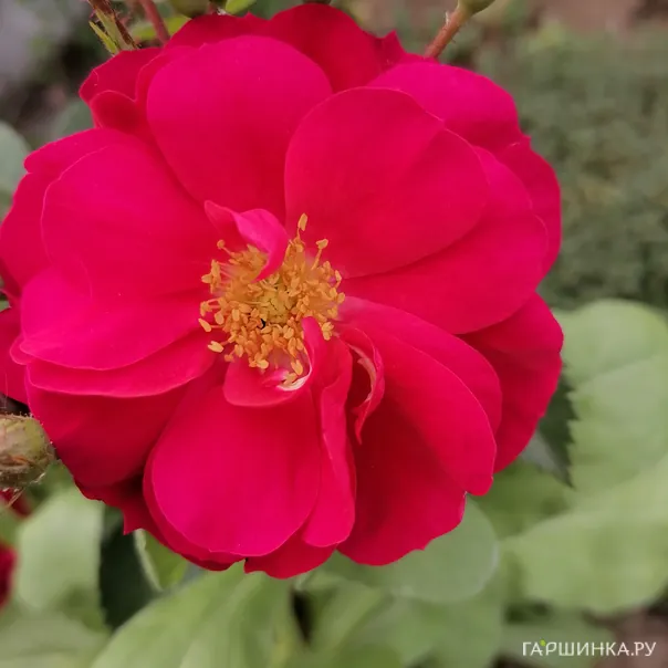 превью изображения отзыва