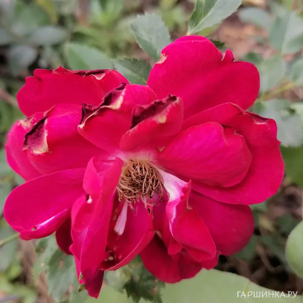 превью изображения отзыва