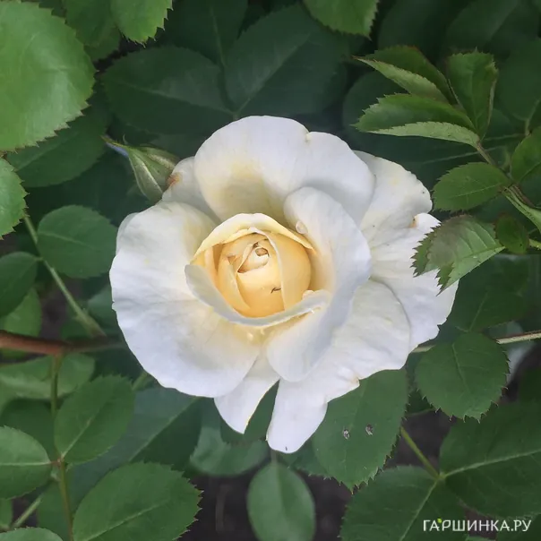 превью изображения отзыва