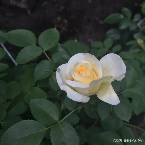 превью изображения отзыва