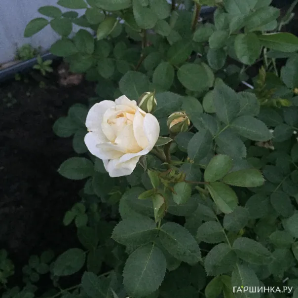 превью изображения отзыва