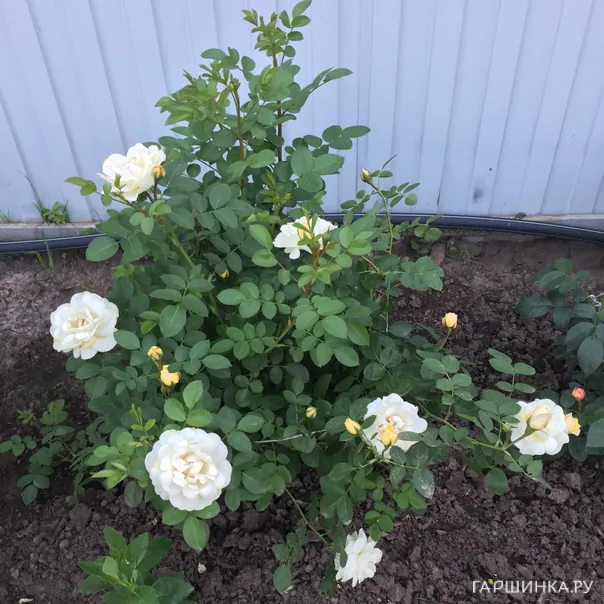 превью изображения отзыва