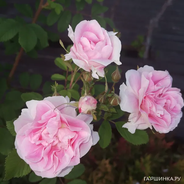 превью изображения отзыва