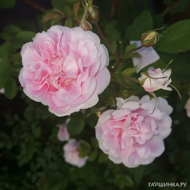 превью изображения отзыва