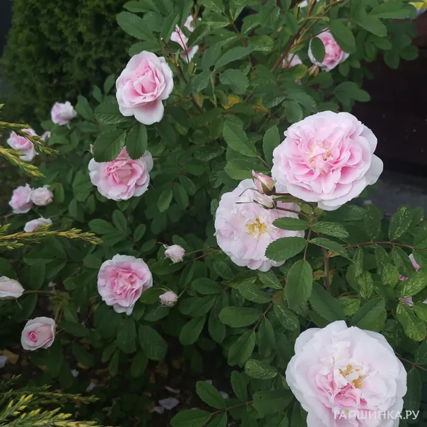 превью изображения отзыва