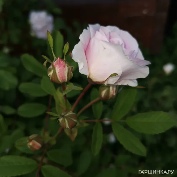 превью изображения отзыва