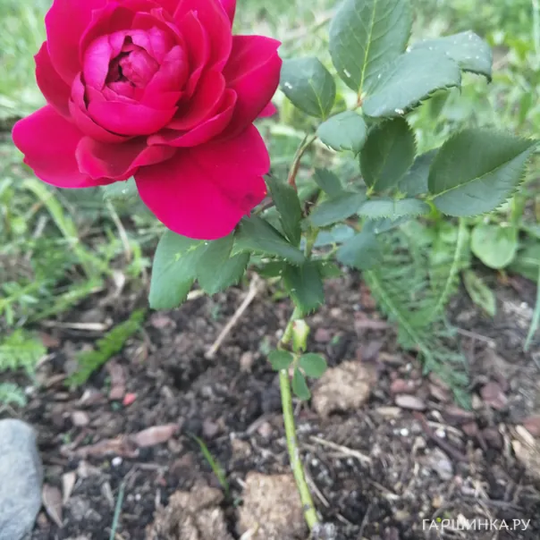 превью изображения отзыва