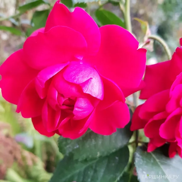 превью изображения отзыва