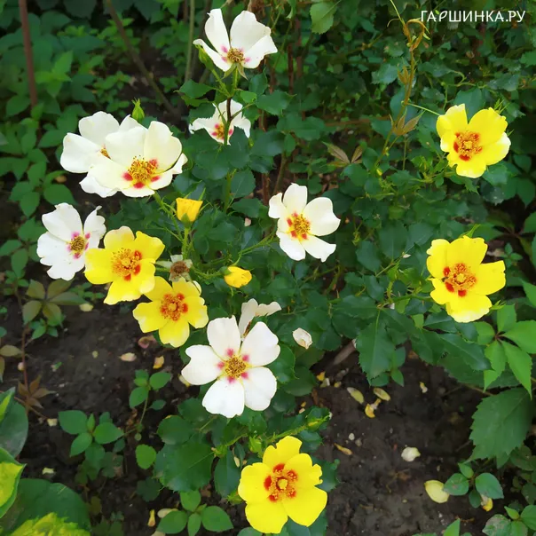 превью изображения отзыва