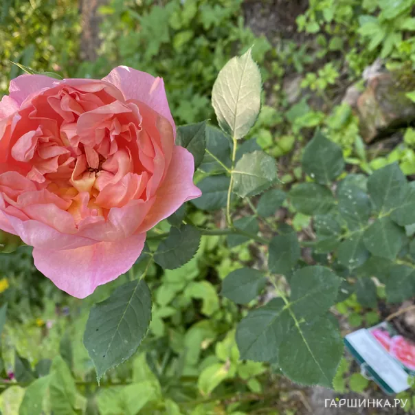 превью изображения отзыва