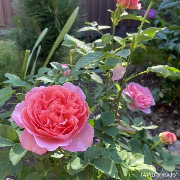 превью изображения отзыва