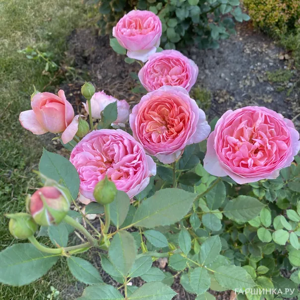 превью изображения отзыва