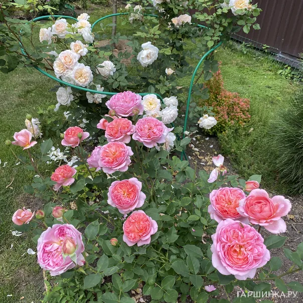 превью изображения отзыва