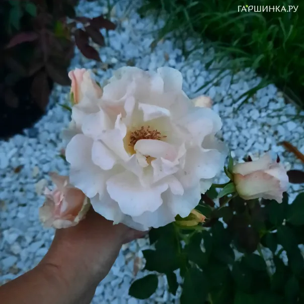 превью изображения отзыва