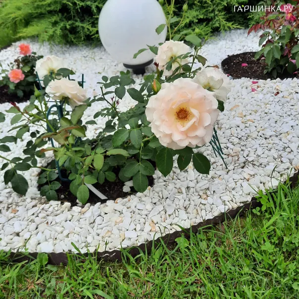 превью изображения отзыва