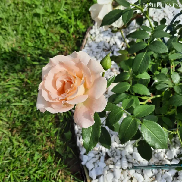 превью изображения отзыва