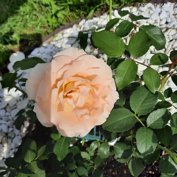 превью изображения отзыва