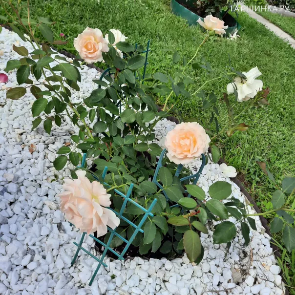 превью изображения отзыва