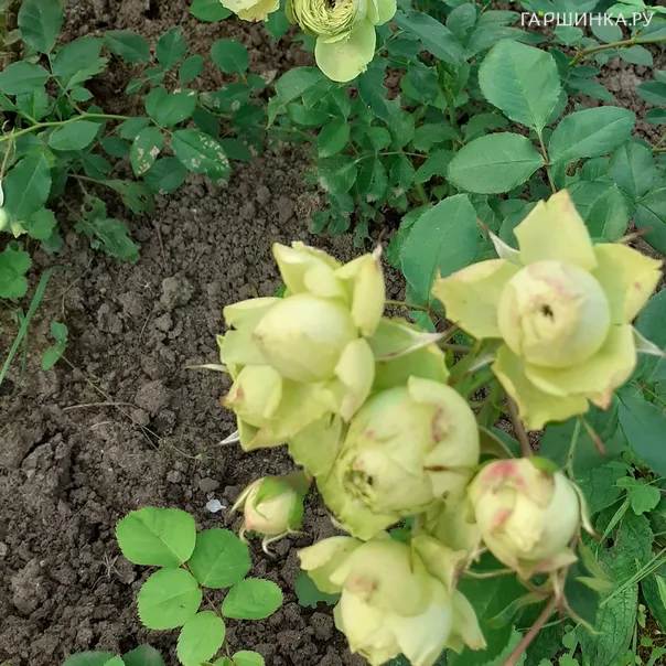 превью изображения отзыва