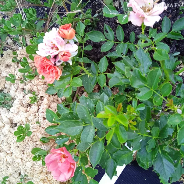 превью изображения отзыва