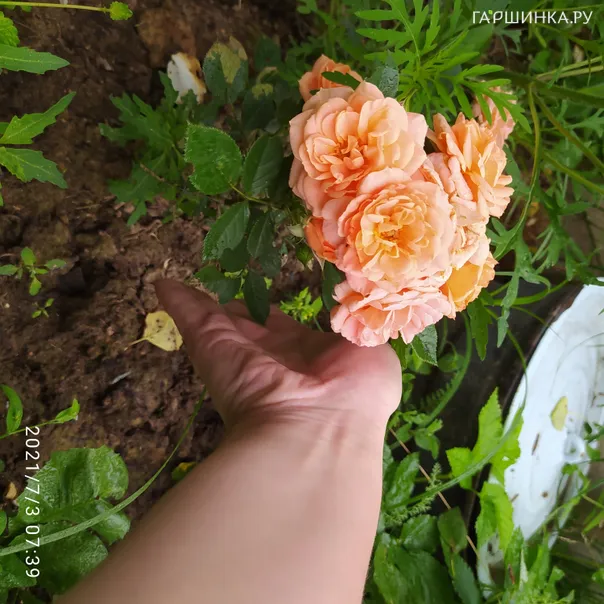 превью изображения отзыва