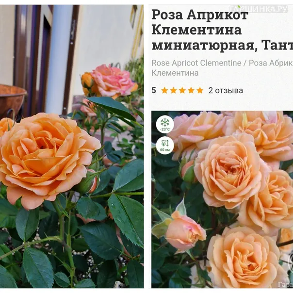 превью изображения отзыва
