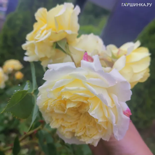 превью изображения отзыва