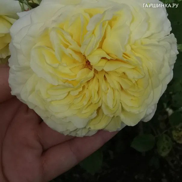 превью изображения отзыва