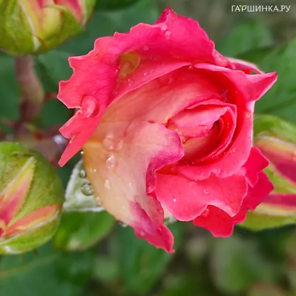 превью изображения отзыва