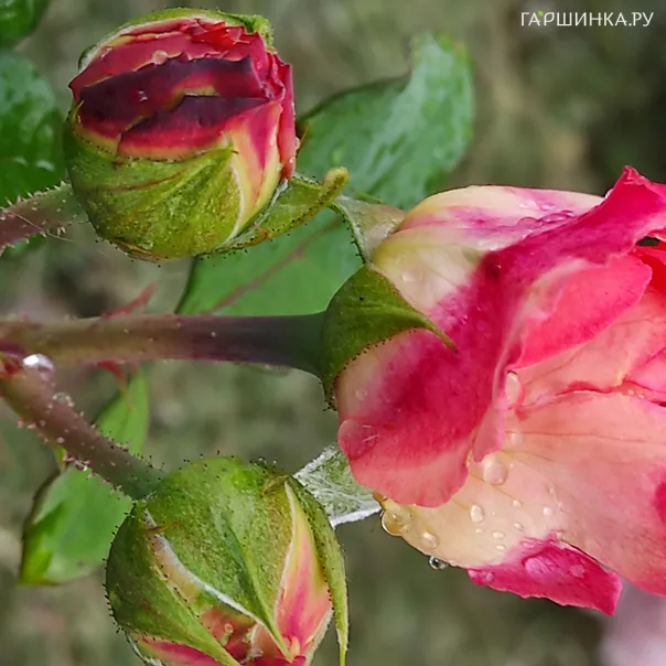 превью изображения отзыва