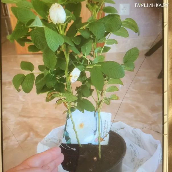 превью изображения отзыва