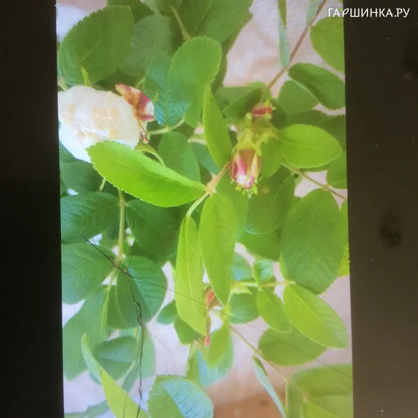 превью изображения отзыва